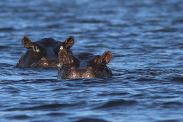 Fototapeta premium Hippos on the Okavango