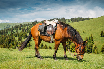 Obraz premium Beautiful horses on a meadow resting after a long trip.