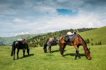Beautiful horses on a meadow resting after a long trip.