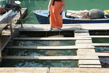 An oyster farm worker pulls a cage of oysters out of the water.