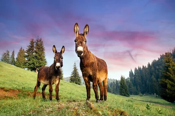 Muurstickers Picture of a funny donkey at sunset in Transylvania. © belyaaa