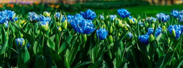 One of the world's largest flower gardens in Lisse, the Netherlands. Close up of blooming...