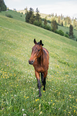 Beautiful horses on a meadow resting after a long trip.