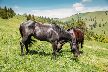 Beautiful horses on a meadow resting after a long trip.