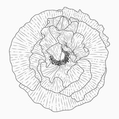 California poppy flowers drawn and sketch with line-art on white backgrounds.