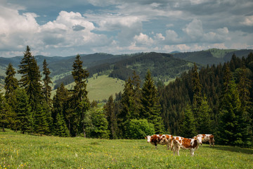 Fototapeta na wymiar Beautiful cows on a meadow somewhere in Transylvania.