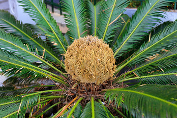 Female cone and foliage of cycas revoluta cycadaceae sago palm