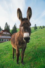 Picture of a funny donkey at sunset.