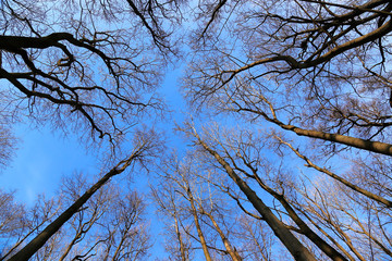 Tops of bare trees on a blue sky background