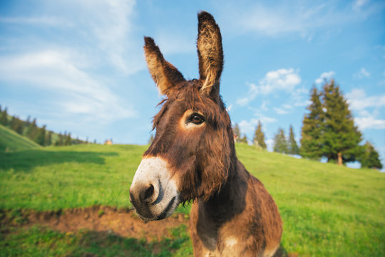 Picture of a funny donkey at sunset.