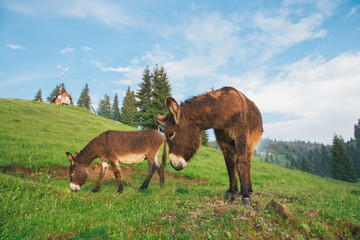 Picture of a funny donkey at sunset.
