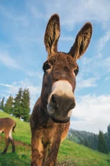 Fototapeten Esel Picture of a funny donkey at sunset.  © belyaaa