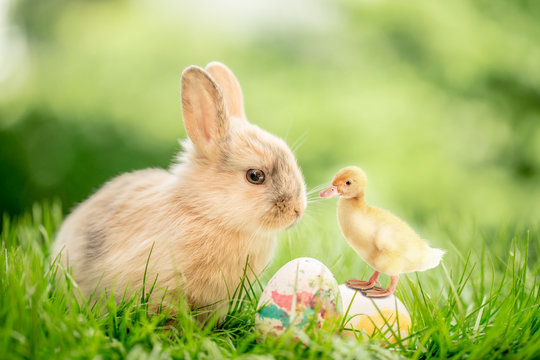   baby bunny with baby chick on beautiful spring background with green meadow and green g