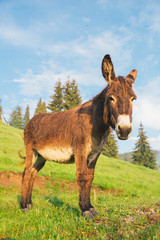 Picture of a funny donkey at sunset.