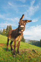 Picture of a funny donkey at sunset.