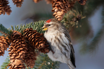 Common redpoll acanthis flammea female eating cone seeds on fir tree. Cute northern little songbird. Bird in wildlife.