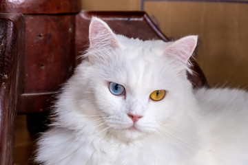 White cat with different eyes. Cat with 2 different-colored eyes.