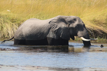 Elephant on the Okavango Delta