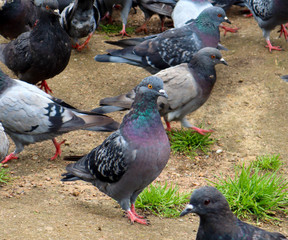 Cute curious urban pigeon with elongated neck between flock of pigeons in the park