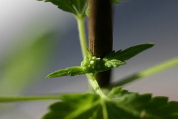 Marihuanapflanze