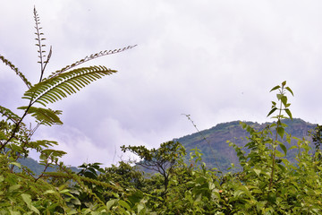 view of a peak with a forest foreground with a beautiful sky