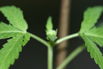 Marihuanapflanze