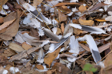 Some bird feathers between the leaves in nature
