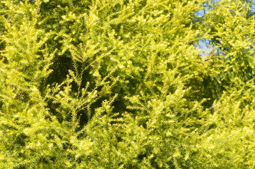 The pine tree branches and leaves