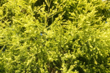 The pine tree branches and leaves