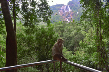 monkey sitting on a railing behind a waterfall in goa