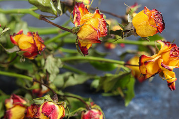 Obraz premium Orange roses. Festive mood. Postcard, banner. Copy space.