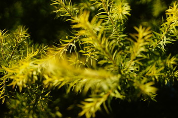 The pine tree branches and leaves