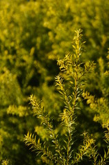 The pine tree branches and leaves