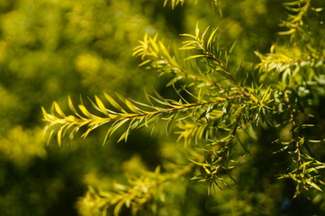The pine tree branches and leaves