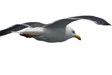 Seagull flying closeup isolated on white background.