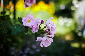  Rose flower photo. Flower blossom bright image. Rose bush bloom. Beautiful spring or summer bloomingrose plant. Selective focus, blurred background