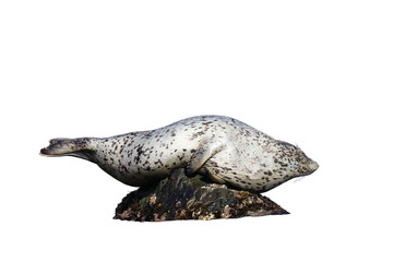 Spotted seal (largha seal, Phoca largha) laying on the rock isolated on white background.
