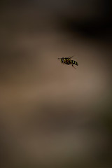 A single wasp in flight