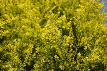 The pine tree branches and leaves