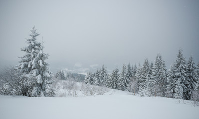 Small fragile tree covered with hoarfrost