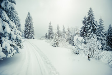 Beautiful mesmerizing harsh fog landscape