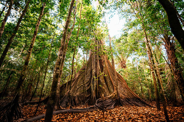 Giant tree in the jungle of the Amazon