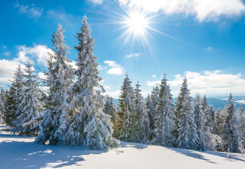 Tall slender snowy fir trees grow on a hill