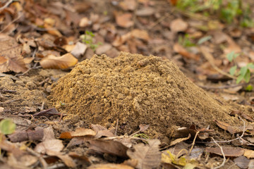 Molehills on lawn in the garden recently dug