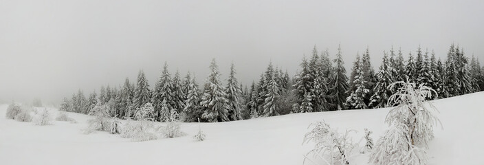 Fabulous snow-covered panorama of spruce trees