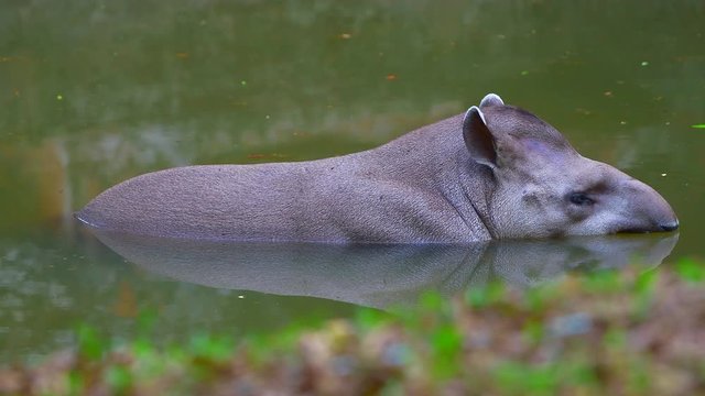 4K video of Brazilian Tapir in the water, Thailand.