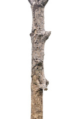Naklejka premium Trunk of a dry tree Isolated on white background.