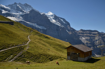 Fototapeta na wymiar Beautiful scenery and the cow eating grass over the hill at Jungfraujoch.