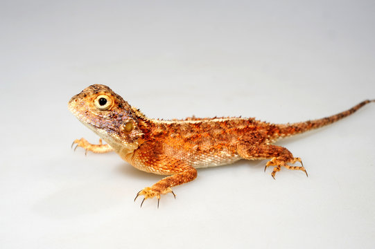 Rote Stachelagame (Agama aculeata) - ground agama, Northern Ground Agama 