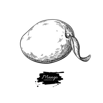 recommend clip art: Mango vector drawing. Hand drawn tropical fruit illustration.